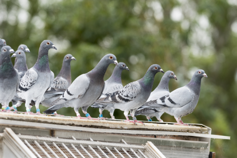 bird proofing 768x512